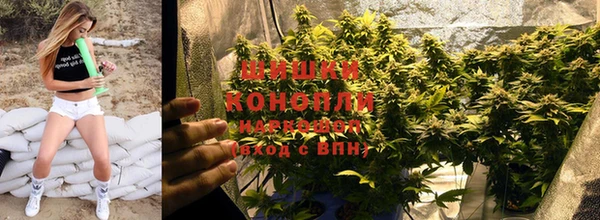 индика Новодвинск